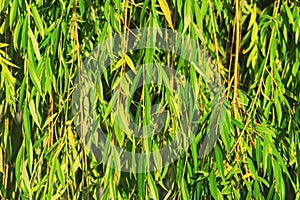 Green hanging branches and leaves of the willow tree