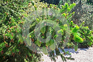 Green cones of a tigertail spruce photo