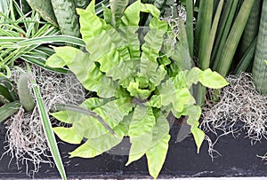 A green Hart's-tongue fern plant for home or office decoration.