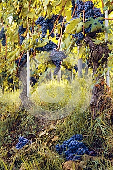 Green harvest in the vineyard of barolo Italy