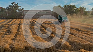 Green harvester cutting wheat in a field