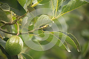 green Hass Avocados fruit hanging in the tree photo