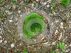 Green hat of forest moss