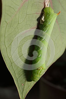 A green hawk moth caterpillar 2