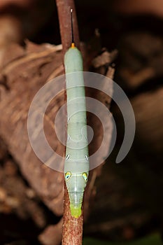 A green hawk moth caterpillar 5