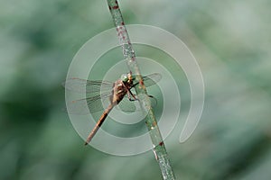 Green Hawker Dragonfly perched on a reed stem