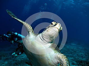 Green Hawksbill Turtle