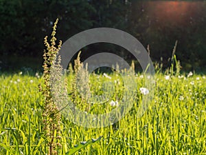 Green hay field in summer