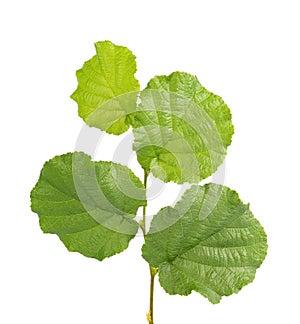 Green hazelnut leaves isolated on white background. Fresh green hazel leaf.