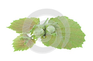 Green hazelnuts, leaves, on an isolated white