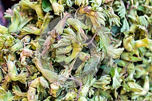 Zelený lieskové orechy v škrupina list 