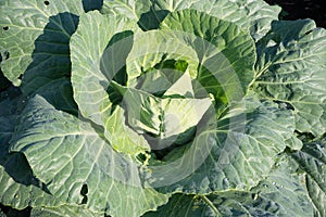 Green head of cabbage with dew drops on leaves close-up.