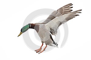 Green head mallard duck drake on white in flight