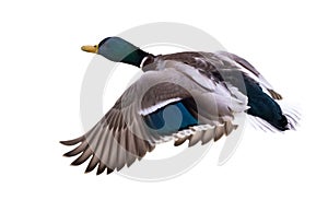Green head mallard duck drake on white in flight