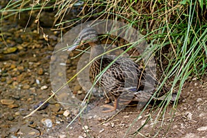 Duck in the arlazon river of Burgos