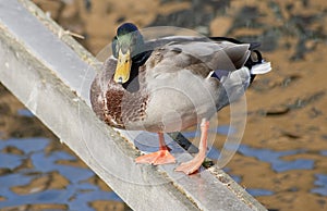 Green headed duck standin in a wood bar photo