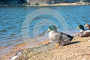Green-Headed Duck Standing near Shallow Waters