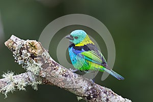 Green headed Tanager perched on branch
