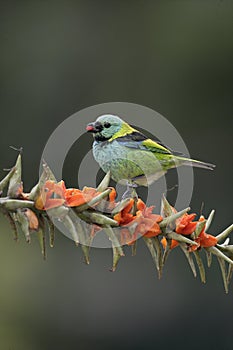 Green-headed tanager, Tangara seledon