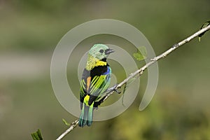 Green-headed tanager, Tangara seledon