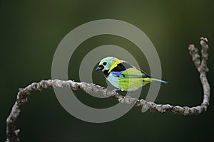 Green-headed tanager, Tangara seledon