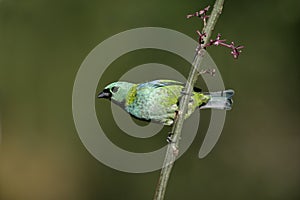 Green-headed tanager, Tangara seledon