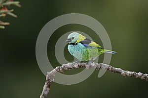 Green-headed tanager, Tangara seledon photo