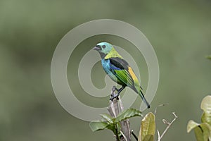 Green-headed tanager, Tangara seledon photo
