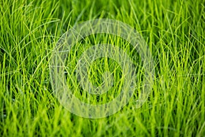 Green healthy grass texture