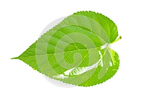 Green heart leaves on a white background.