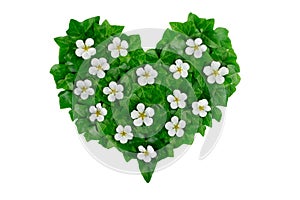 Green heart pattern made of ivy leaves and white flowers. Creative natural arrangement made of green ivy leaves