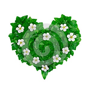 Green heart pattern made of ivy leaves and white flowers. Creative natural arrangement made of green ivy leaves