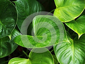 Green heart-shape leaves shot after the rain.