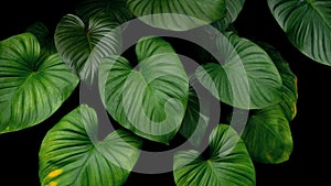 Green heart shaped bicolors leaves tropical plant on dark background