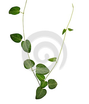 Green heart shaped fleshy leaf wild vine isolated on white background, clipping path included