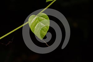 Green heart shaped leaf with black background