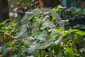 Green heart shaped leaf of Houttuynia cordata or also known as fish mint, fish leaf, rainbow plant, chameleon plant, heart leaf,