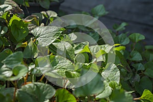 Green heart shaped leaf of Houttuynia cordata or also known as fish mint, fish leaf, rainbow plant, chameleon plant, heart leaf,