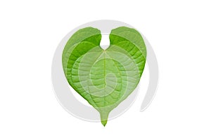 Green heart shaped leaf isolated on white background with clipping path.