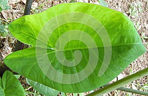 Green heart shaped plant leaf photo