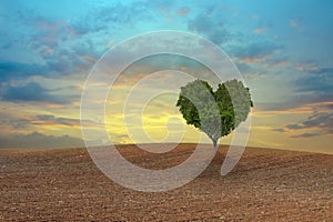 Green heart shaped tree