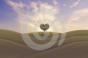 Green heart shaped tree on a hill at sunrise
