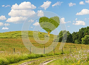 green heart-shaped tree