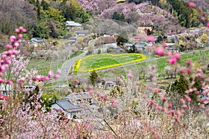 Green heart with yellow outline and flowering trees covering the hillside,Hanamiyama Park,Fukushima,Tohoku,Japan.