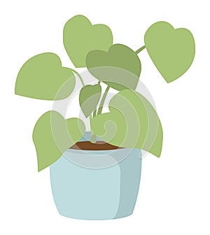Green heartshaped leaves houseplant blue pot. Indoor potted plant decoration simple flat design photo