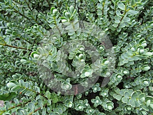 Green hebe background