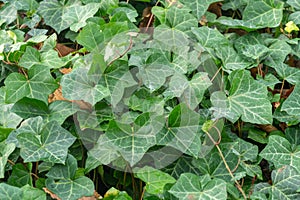 Green hedera ivy ivies plants creating a texture background