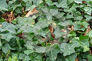 Green hedera ivy ivies plants creating a texture background