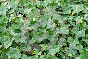 Green hedera ivy ivies plants creating a texture background