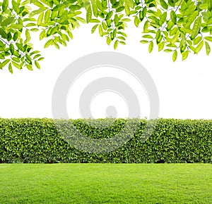 Green hedge